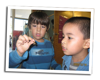 boys looking at bug